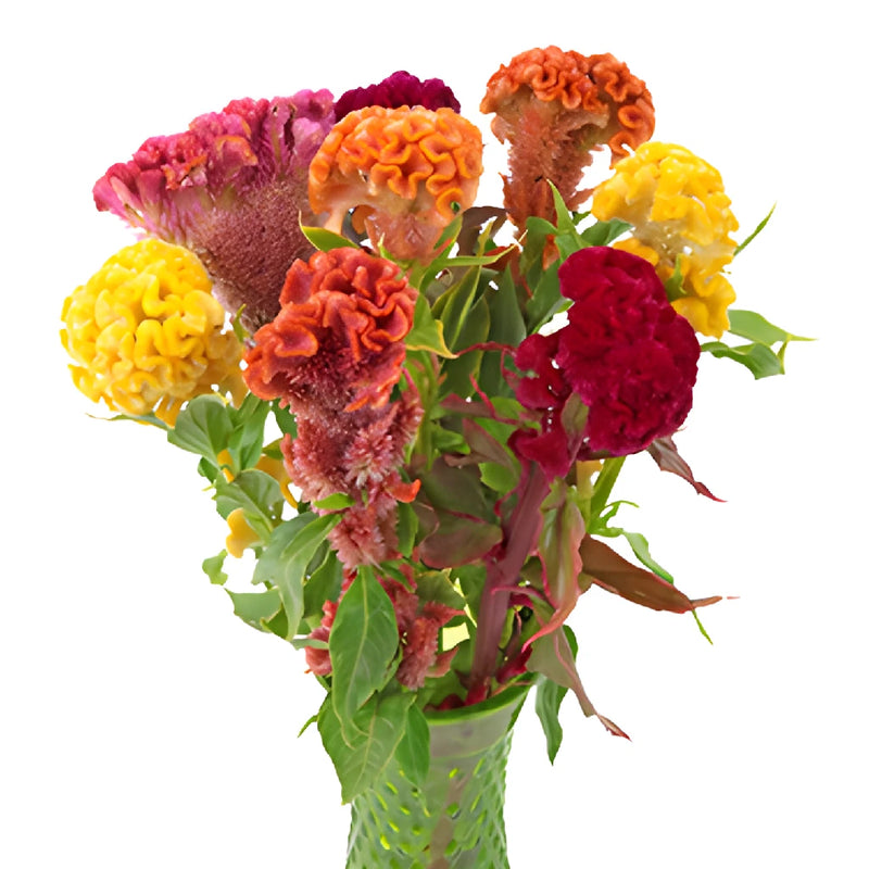 Mixed Colors Cockscomb Celosia Flowers