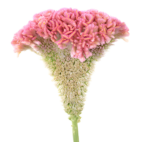 Light Pink Cockscomb Celosia Flowers