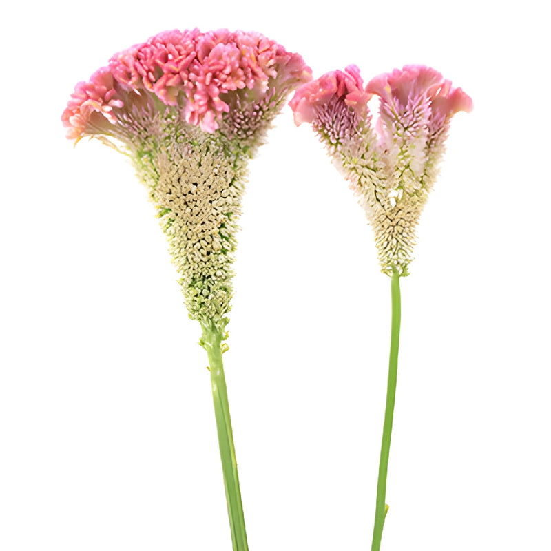 Light Pink Cockscomb Celosia Flowers