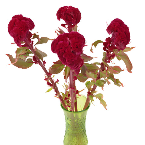 Dark Red Cockscomb Celosia Flowers