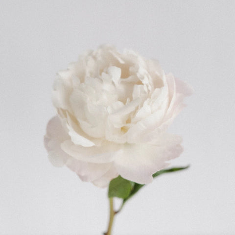 Cheddar Cheese Peony Stem - Image