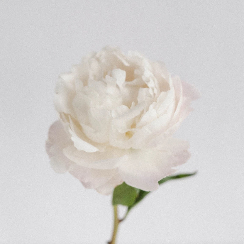 Cheddar Cheese Peony Stem - Image