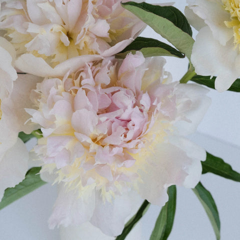 Cherry Blossom Peony Close Up - Image