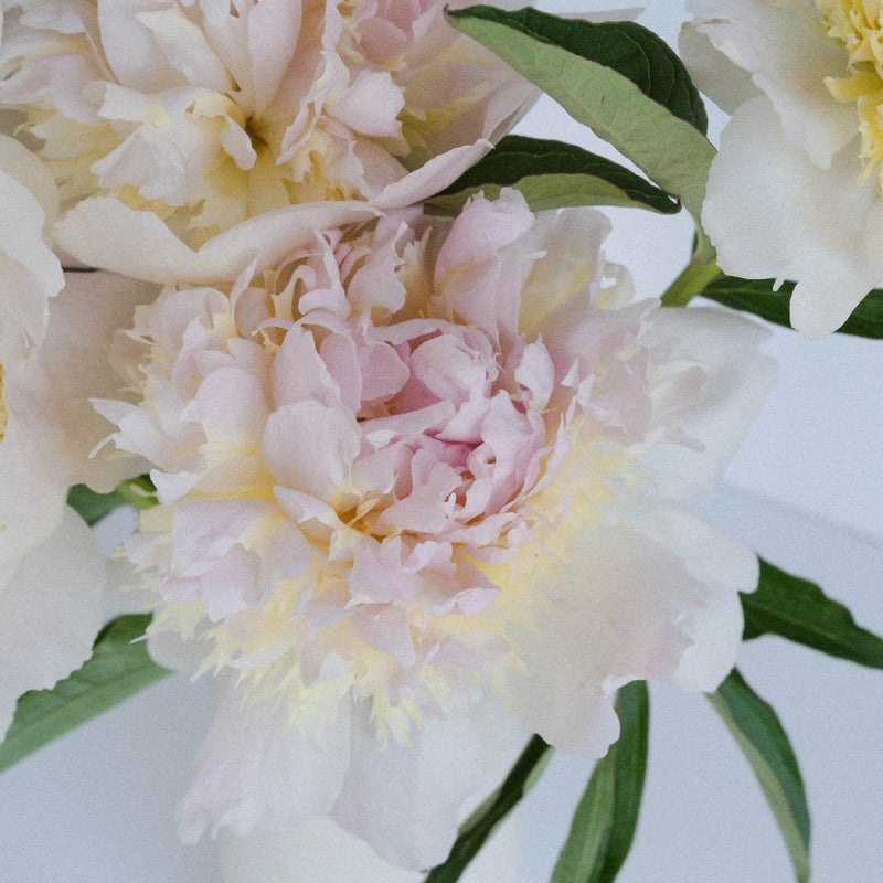 Cherry Blossom Peony Close Up - Image