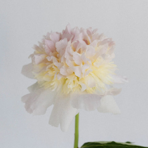 Cherry Blossom Peony Stem - Image