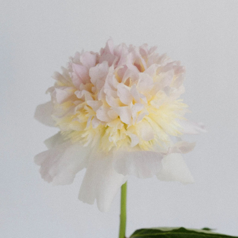 Cherry Blossom Peony Stem - Image