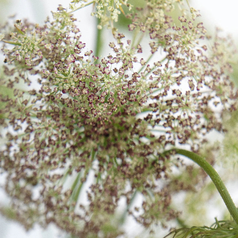Chocolate Lace Flower Close Up - Image