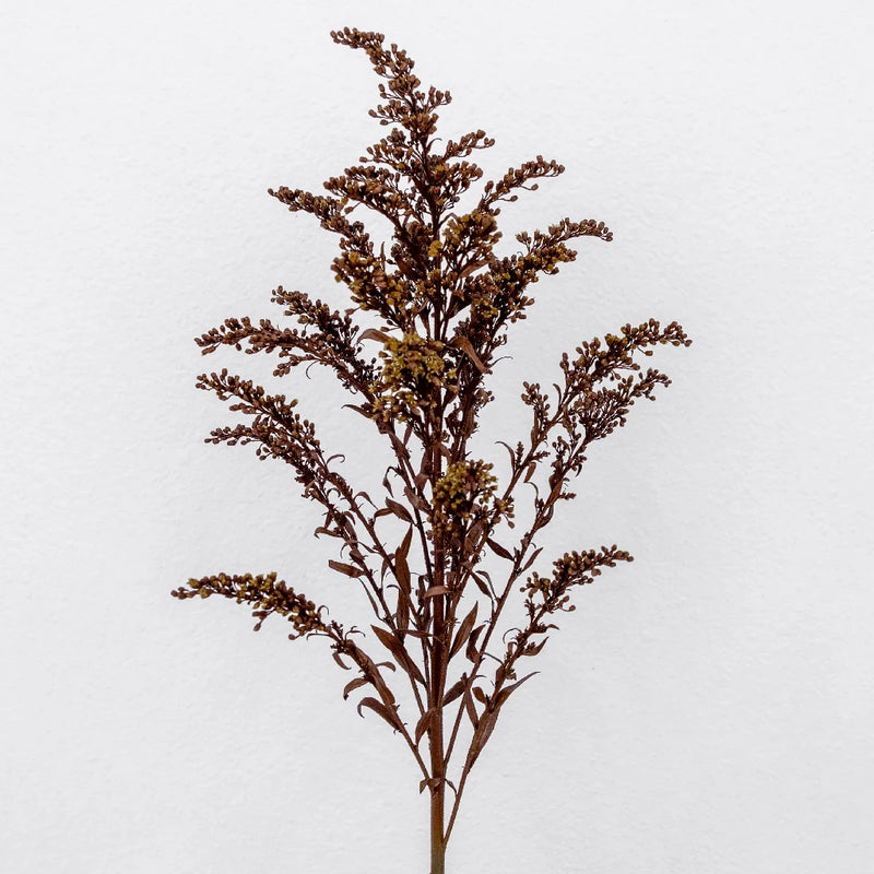 Chocolate Tinted Solidago Flowers Stem - Image