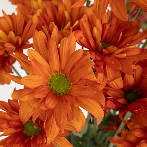 Cinnabar Daisy Flower Close Up - Image