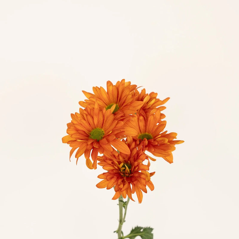 Cinnabar Daisy Flower Stem - Image