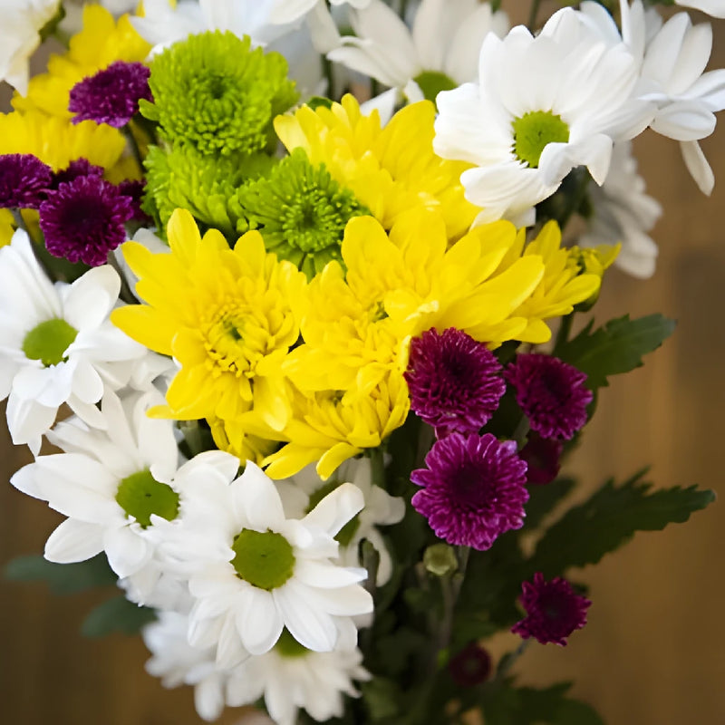 Save The Daisy, PomPom, and Cushion Growers DIY Flower Kit