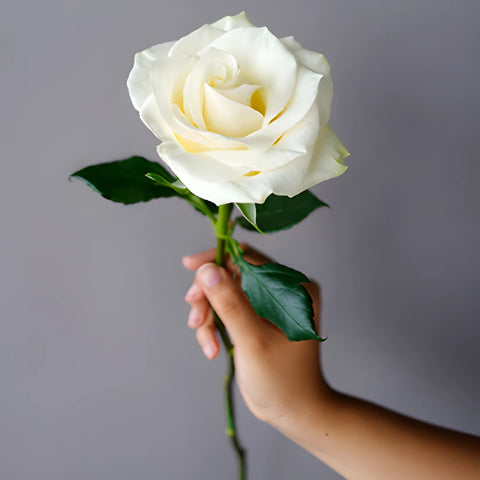 Mondial White Rose
