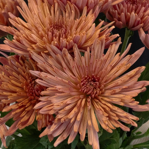 Copper Bronze Spider Mum Close Up - Image