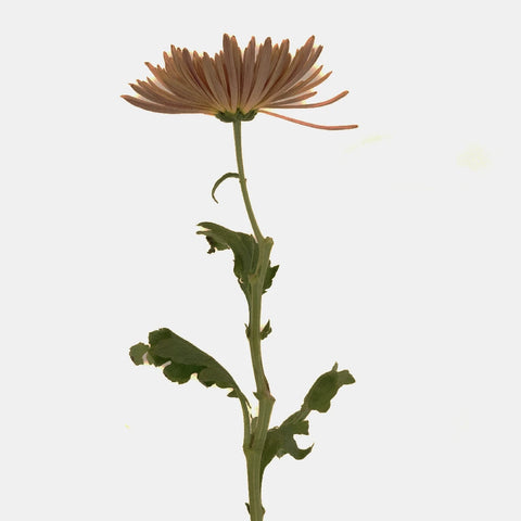 Copper Bronze Spider Mum Stem - Image