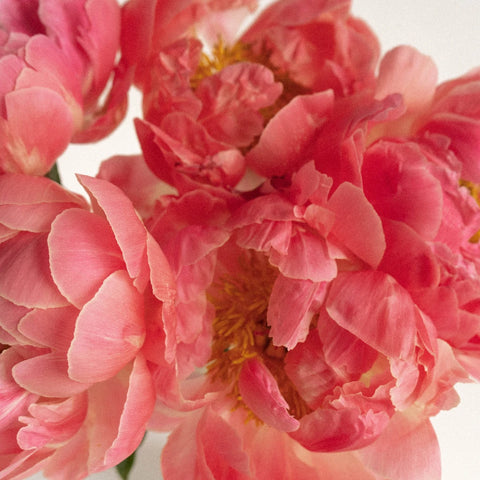 Coral Charm Close Up - Image