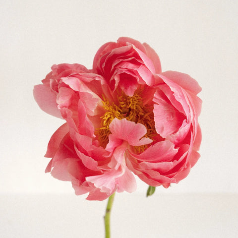 Coral Peonies Stem - Image