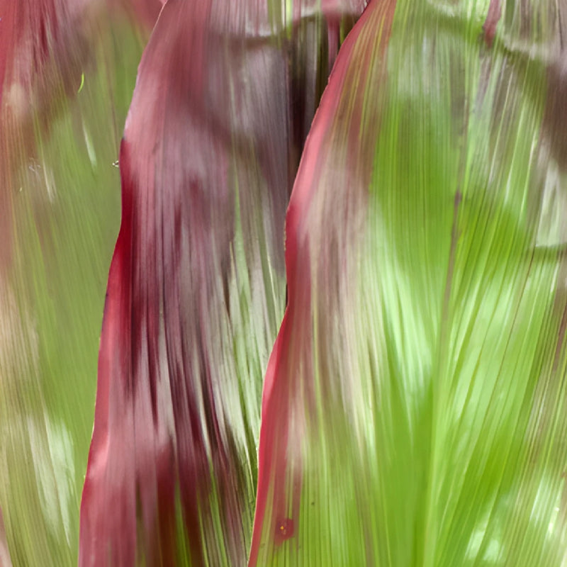 Green with Red Cordyline Leaf Filler