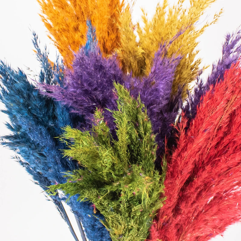 Cortaderia Assorted wholesale flower close up