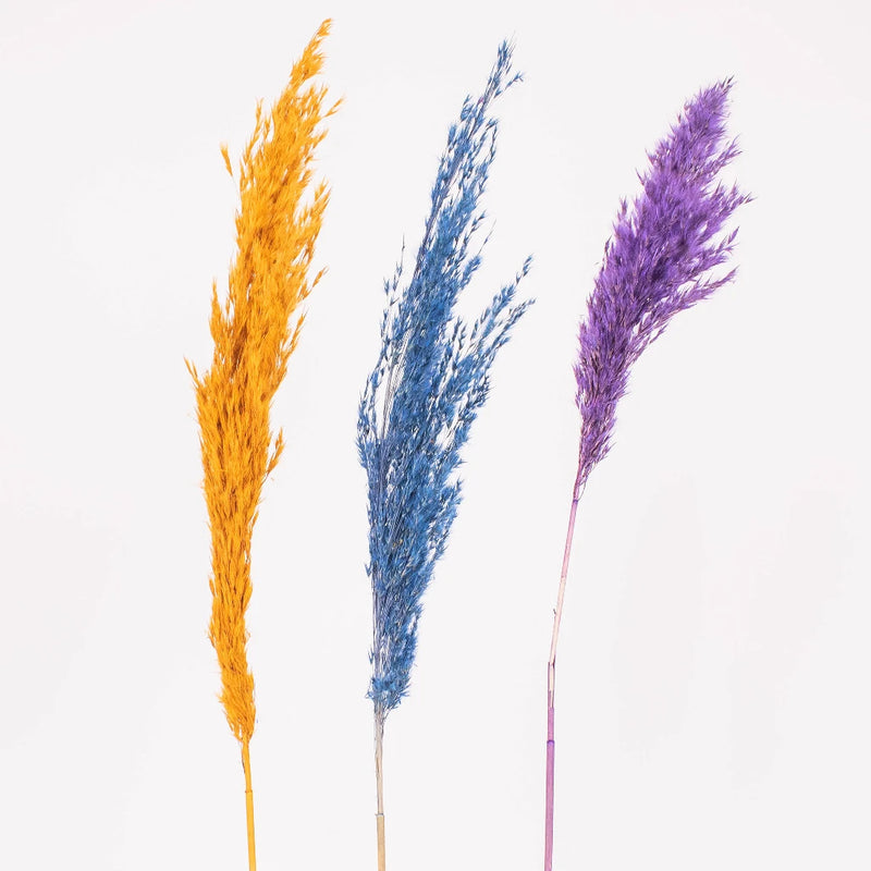 Cortaderia Assorted wholesale flower stem