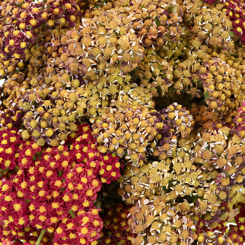 Burgundy Taupe Cottage Yarrow Flowers
