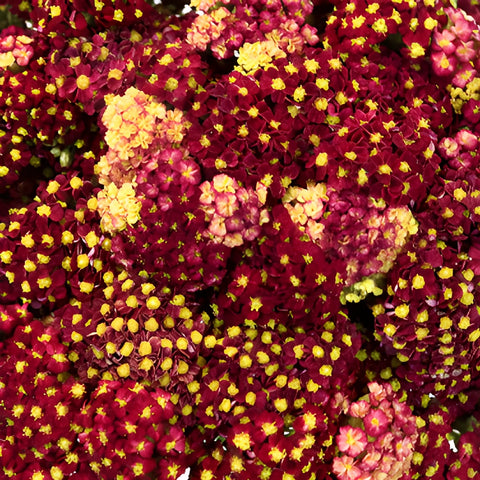 Deep Red Cottage Yarrow Flowers