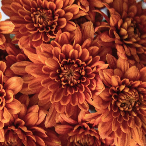 Country Copper Wedding Flower Close Up - Image