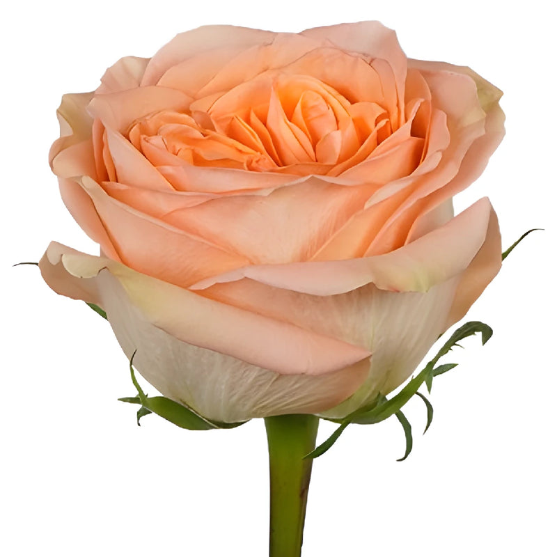 Country Home Peach Garden Rose Stem