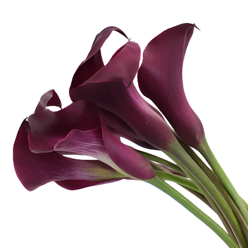 Purpleberry Mini Calla Lily Flower
