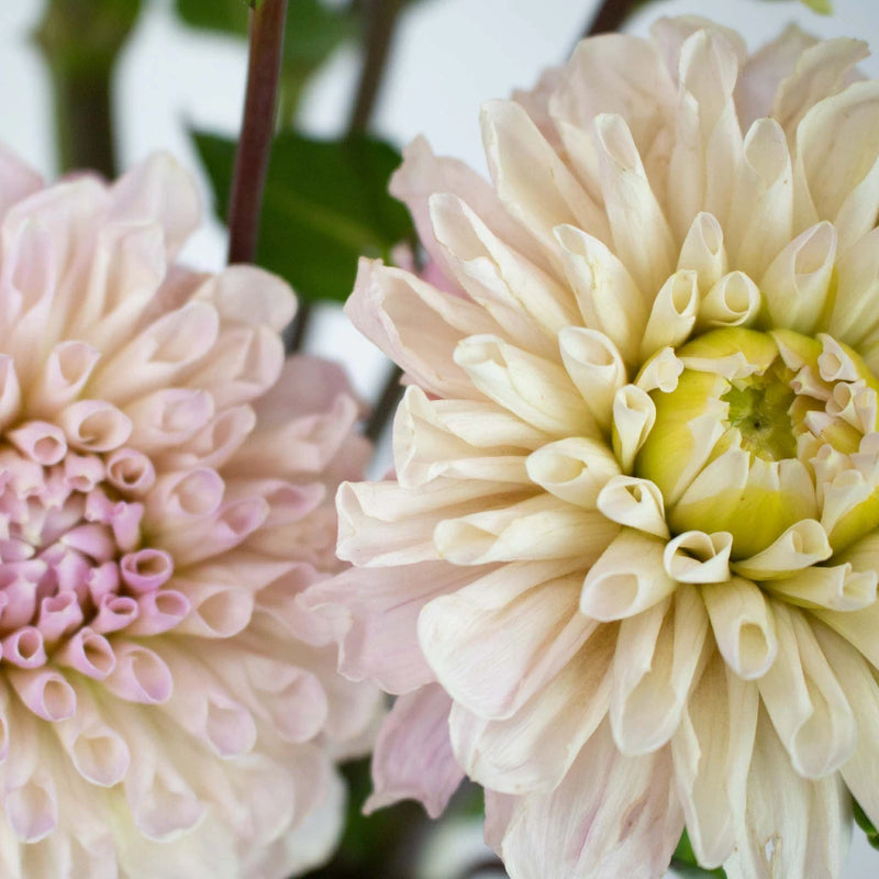 Cream Destiny Dahlia Flower Up Close