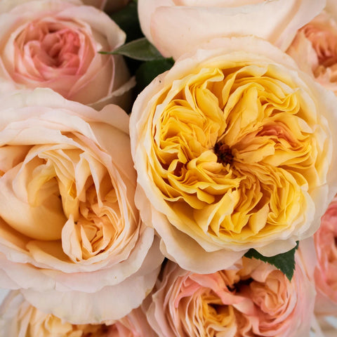 Cream Juliet Garden Rose Flower Up Close