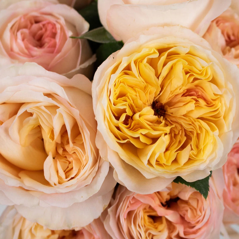 Cream Juliet Garden Rose Flower Up Close
