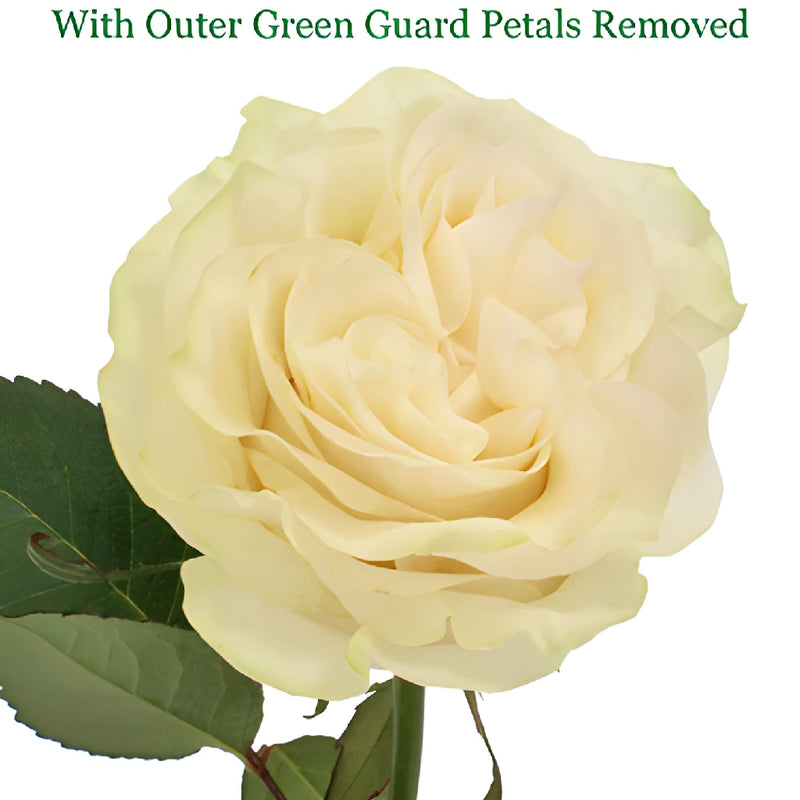 Creamy Ivory Garden Rose Stem