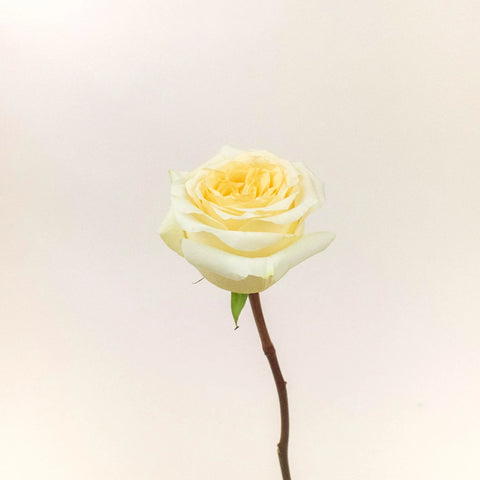 Creme De La Creme Rose Stem