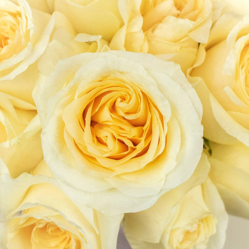 Creme De La Creme Roses Up Close