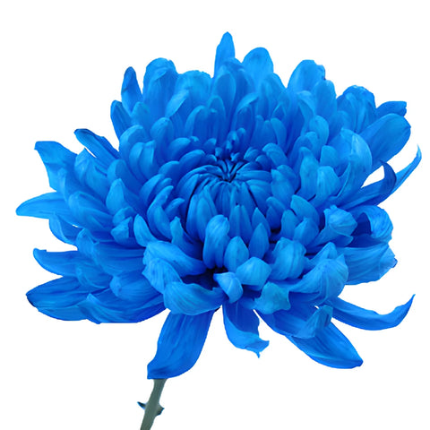 Blue Cremon Mum Flowers