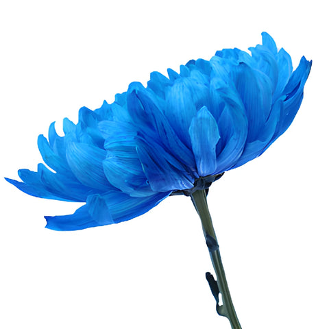Blue Cremon Mum Flowers