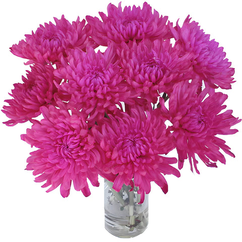 Hot Pink Enhanced Cremon Mum