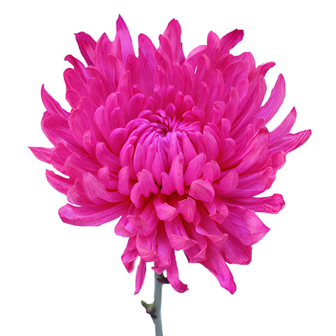 Hot Pink Enhanced Cremon Mum