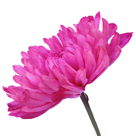 Hot Pink Enhanced Cremon Mum