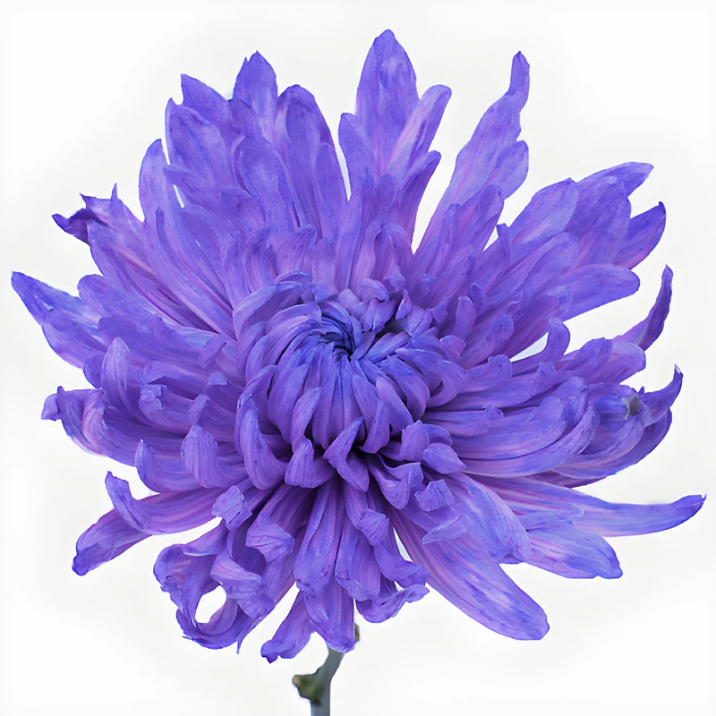 Purple Pastels Wedding Cremon Mum