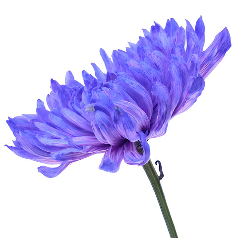 Purple Pastels Wedding Cremon Mum