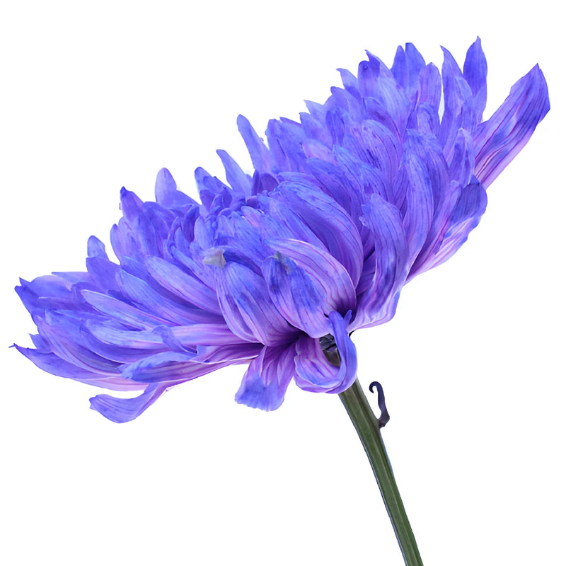 Purple Pastels Wedding Cremon Mum