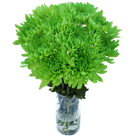 Lime Green Wedding Cremon Mum