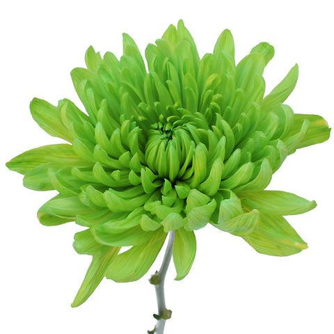 Lime Green Wedding Cremon Mum