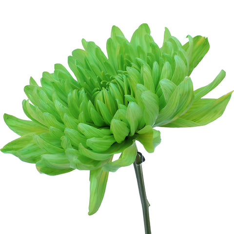Lime Green Wedding Cremon Mum