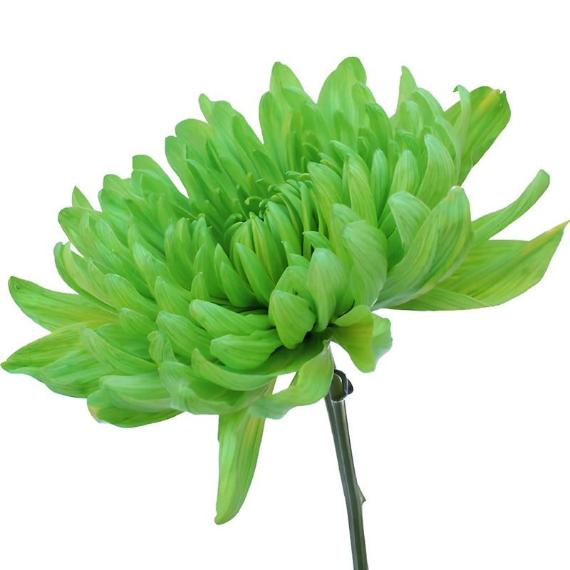 Lime Green Wedding Cremon Mum