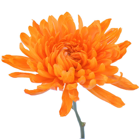 Orange You Glad Bulk Cremon Flowers