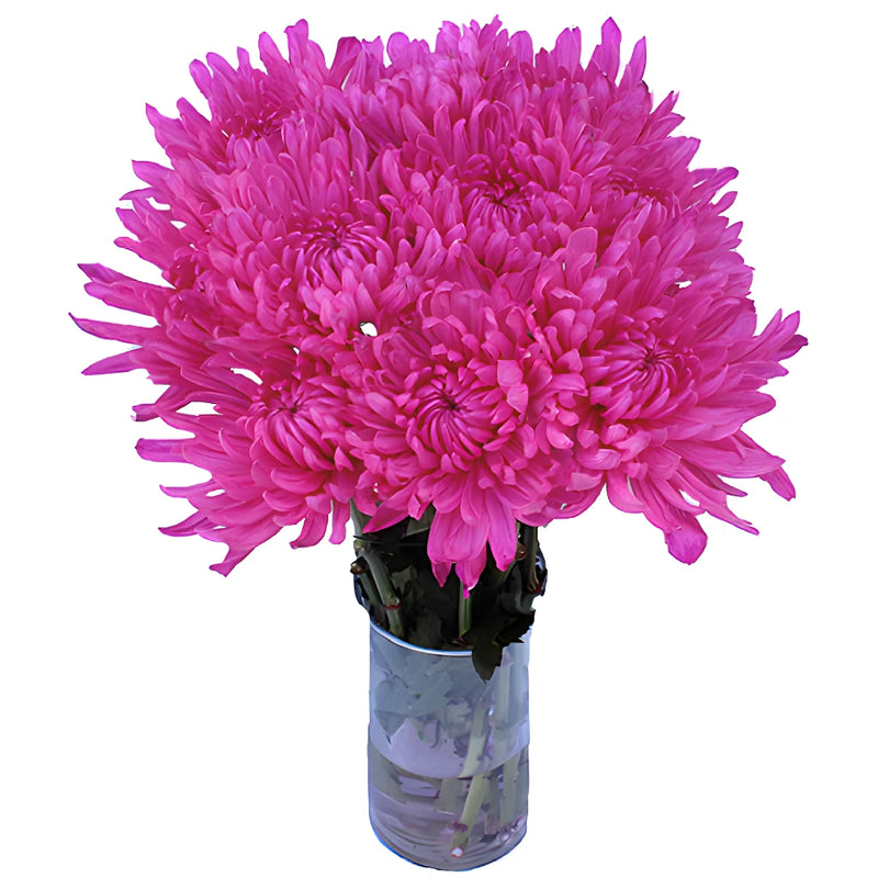 Electric Pink Wedding Cremon Mum