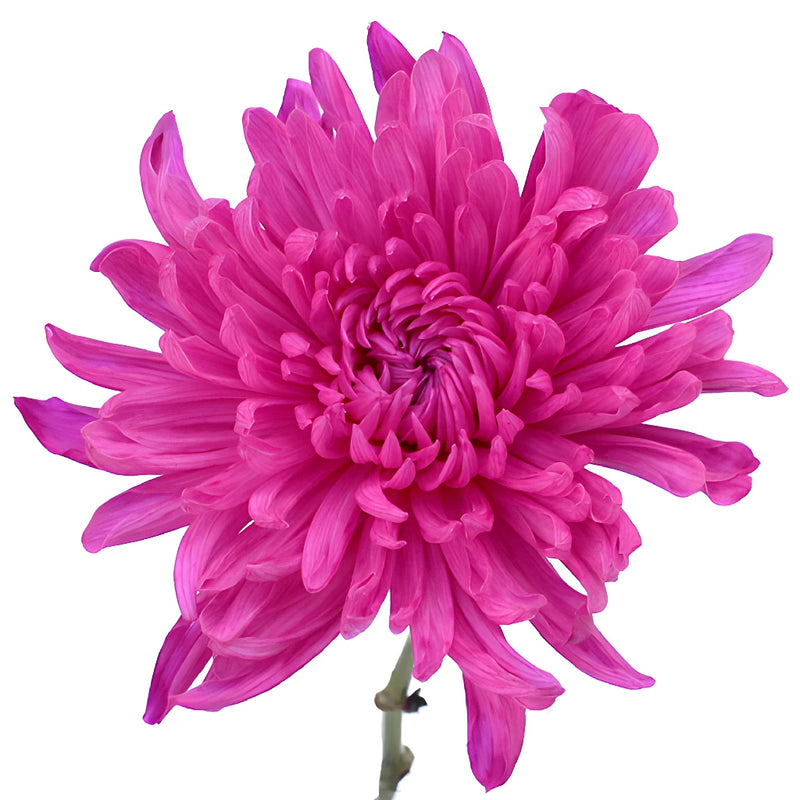 Electric Pink Wedding Cremon Mum