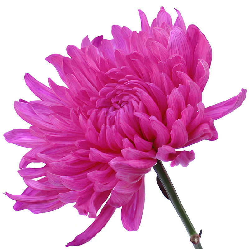 Electric Pink Wedding Cremon Mum
